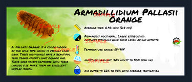 Armadillidium Pallasii Orange Isopod Bin Label